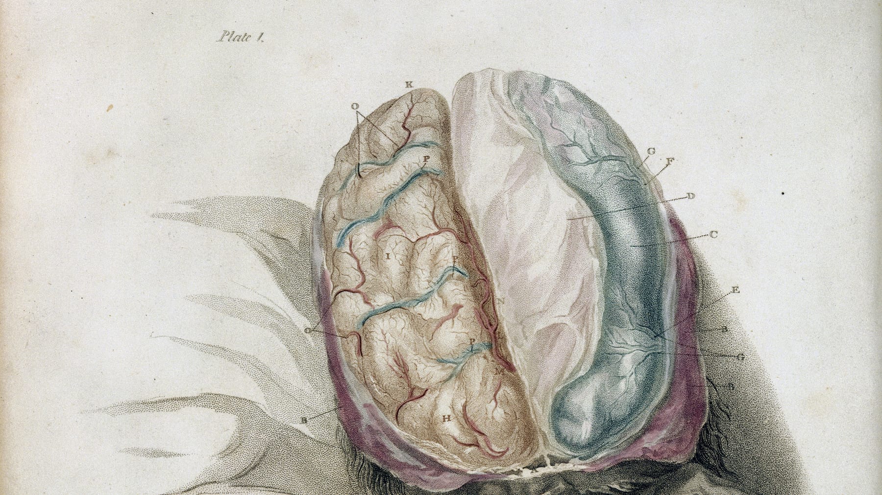 Planche anatomique ancienne du cerveau, hémisphères colorés à la main
