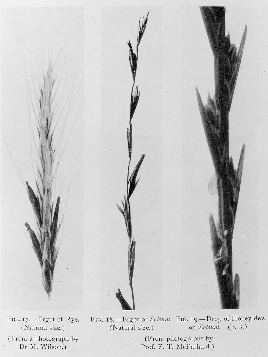 Dessin botanique de l’ergot de seigle, Claviceps purpurea