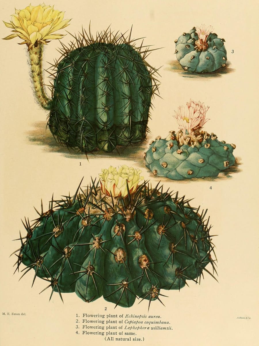Planche botanique de cactus dont le peyotl, Lophophora williamsii, en fleur