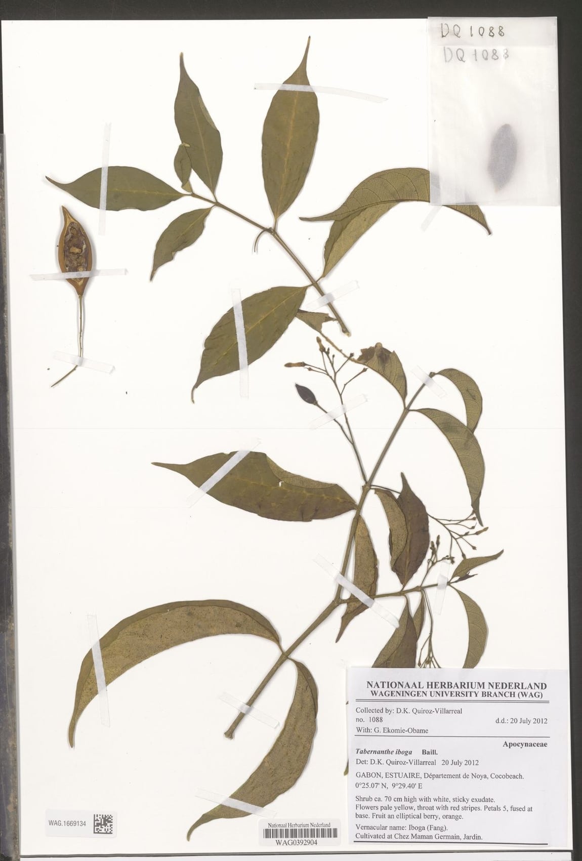 Tabernanthe iboga, spécimen d’herbier collecté au Gabon en 2012.