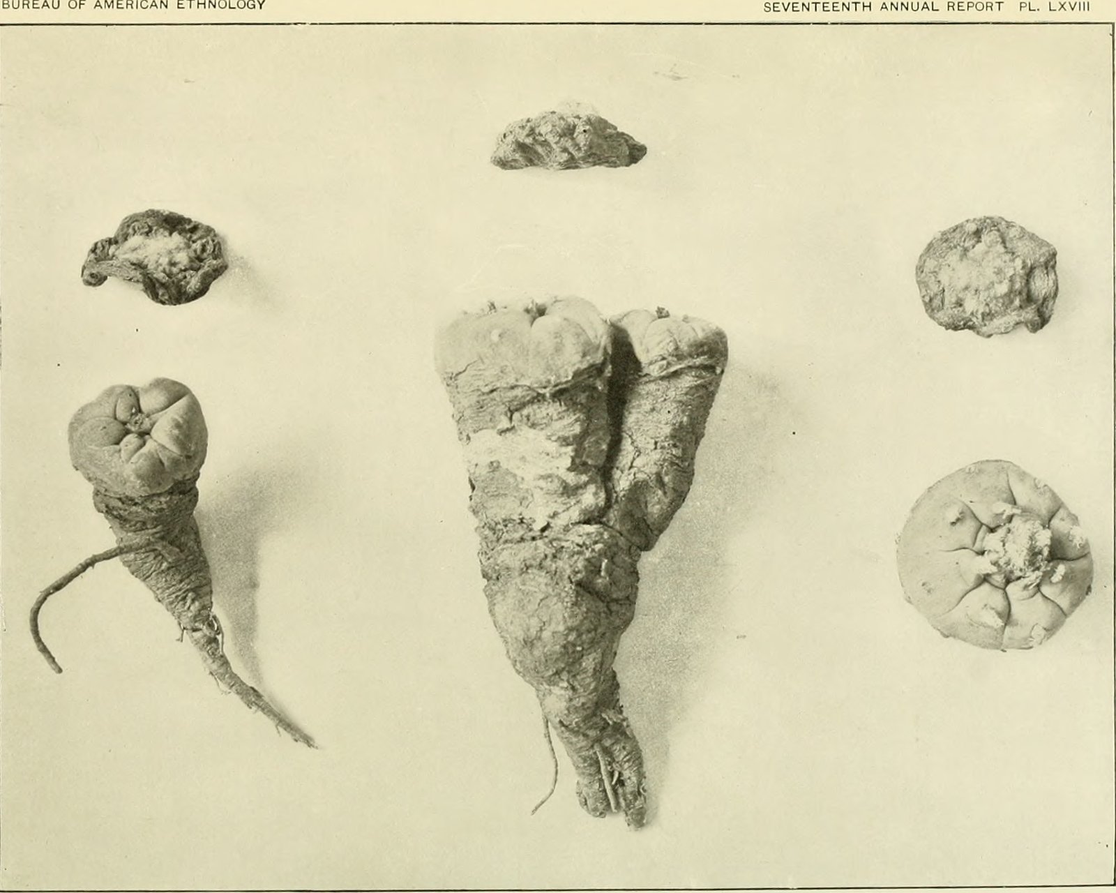 Boutons de peyotl séchés et plante entière, photographiés comme spécimens pour le dix-septième rapport annuel du Bureau of American Ethnology, planche LXVIII, 1895-1896.