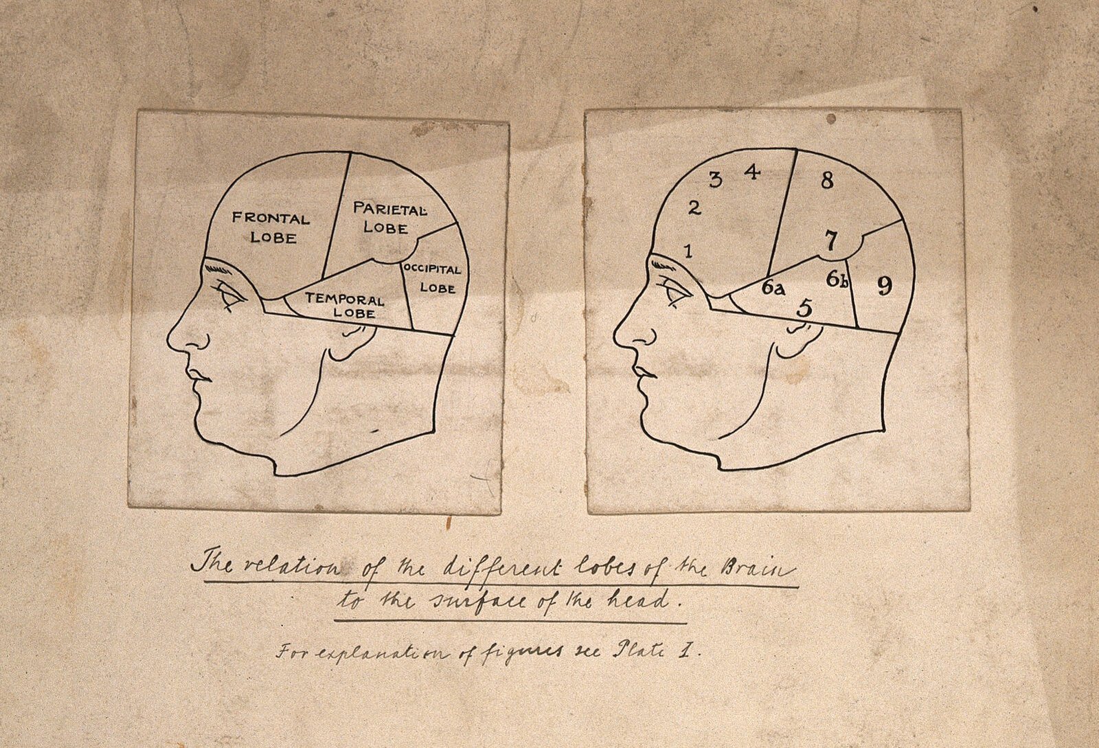 Deux profils du même crâne : à gauche les lobes de l’anatomie, à droite les neuf « facultés » du système phrénologique de Bernard Hollander. Dessin à la plume, vers 1902.